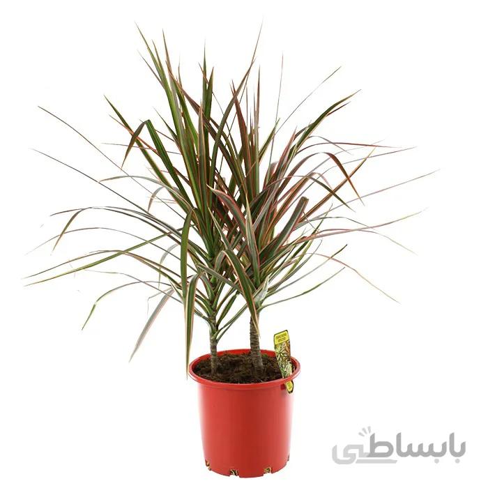 گل دراسنا پرچمی سطل 12
