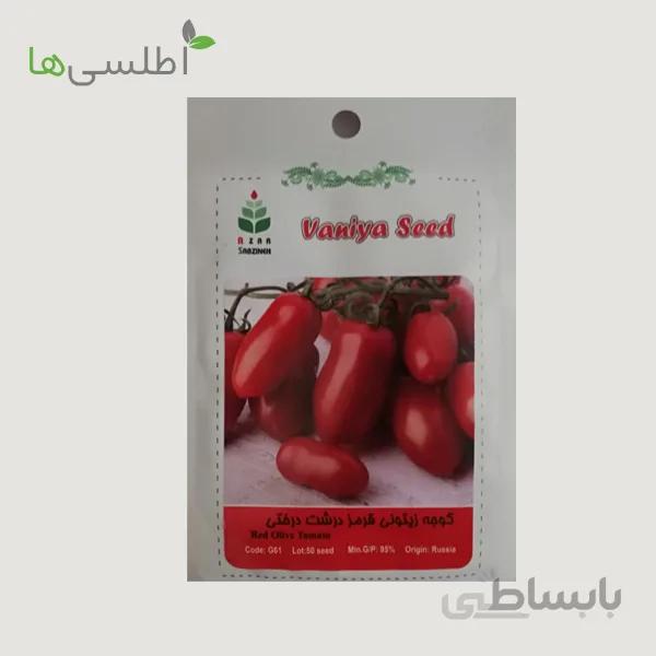 بذر گوجه زیتونی