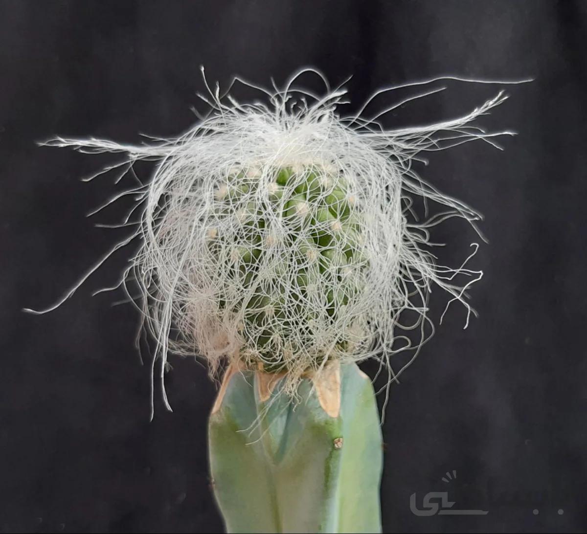کاکتوس الدمن پیوندی | Cephalocereus senilis