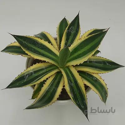 آگاو لوفانتا بسیار با کیفیت