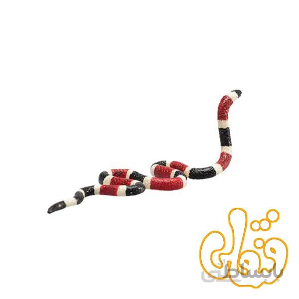 مار زغالی Coal Snake 387251