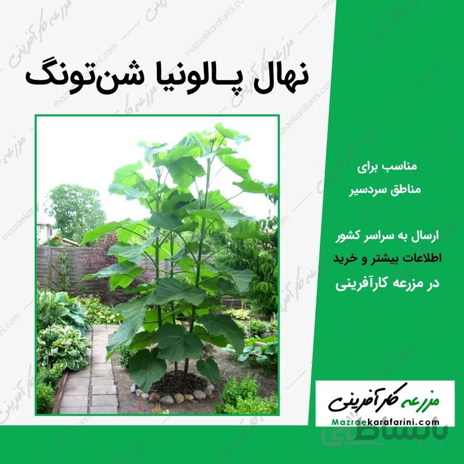 نهال گلدانی پالونیا شان تونگ (شن تونگ)