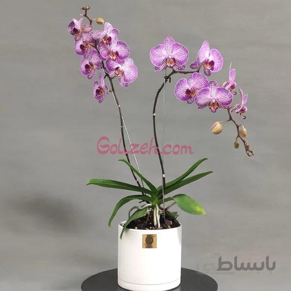 ارکیده سفید رگه بنفش