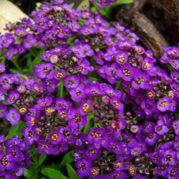بذر گل آلیسوم بنفش رقم Violet Queen