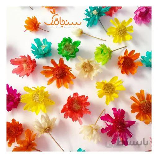 غنچه بابونه وحشی وارداتی (۱۰ عددی)