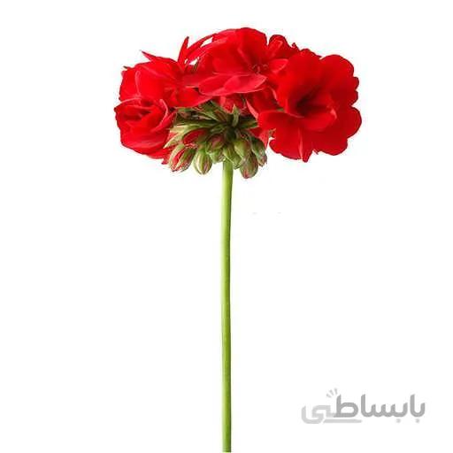 بذر گل شمعدانی قرمز پر رنگ