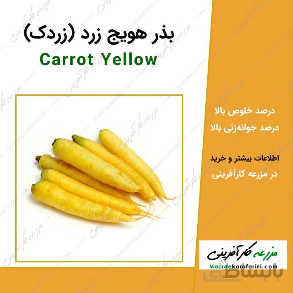 بذر هویج زرد یا زردک