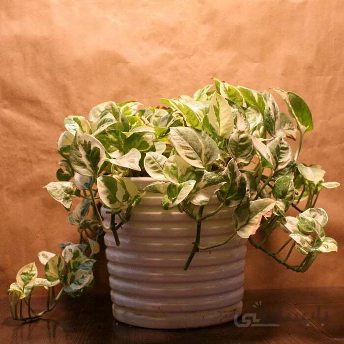 پکیج شماره ۵