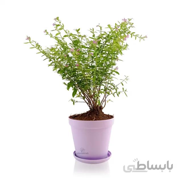 گیاه لافسونیا در گلدان پلاستیکی 1200 مدل شهرآذین