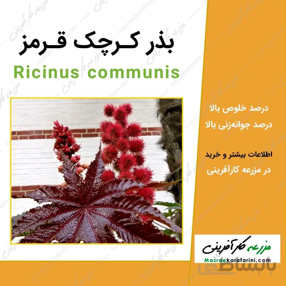 بذر کرچک قرمز