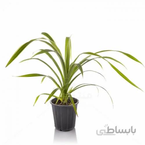 گیاه آپارتمانی پاندانوس ابلق ارتفاع 60 سانتیمتر