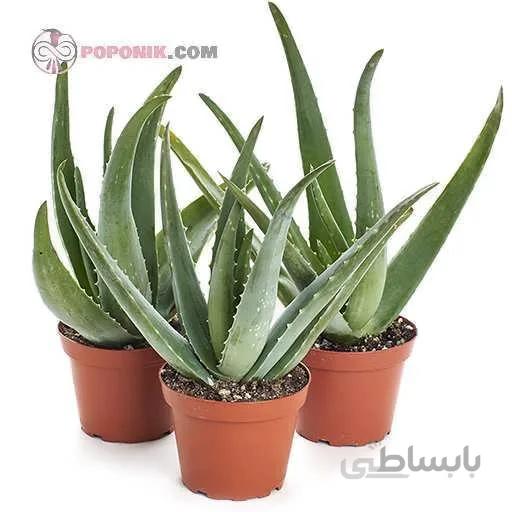 نهال آلوئه ورا