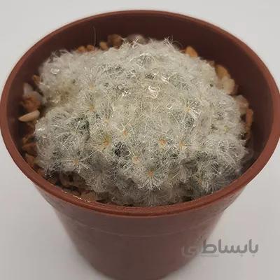 پلومزا بچه زا بسیار زیبا و کلکسیونی
