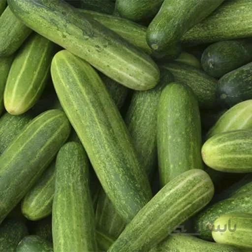 بذر خیار دستگردی اصفهانی