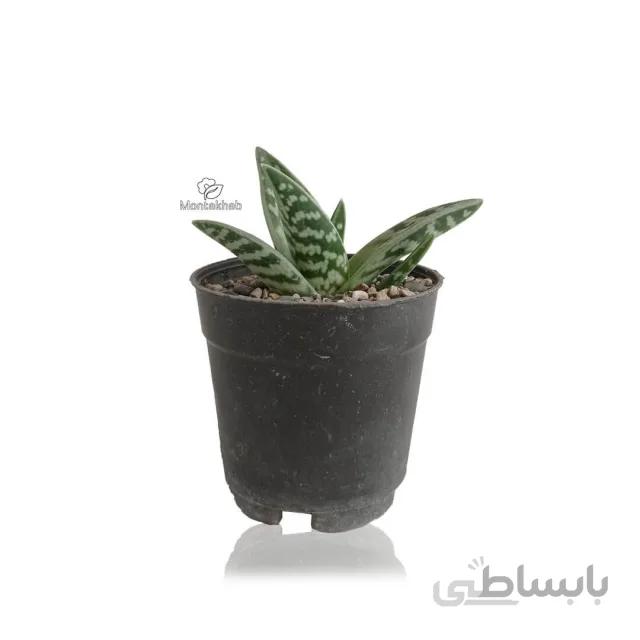 ساکولنت آلوئه واریگاتا ارتفاع 12 سانتی متر