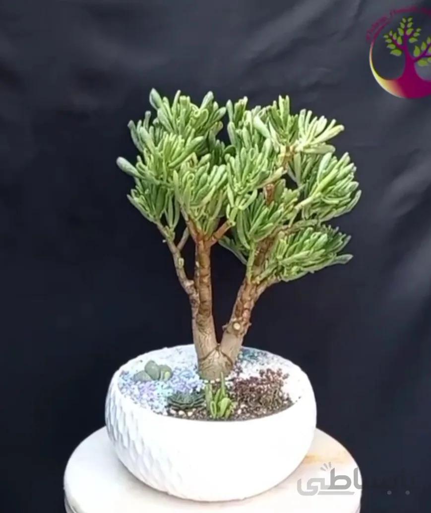 بنسای(بونسای) کراسولا گالوم (سم اسبی) پانزده ساله ا Kerasula galum bonsai
