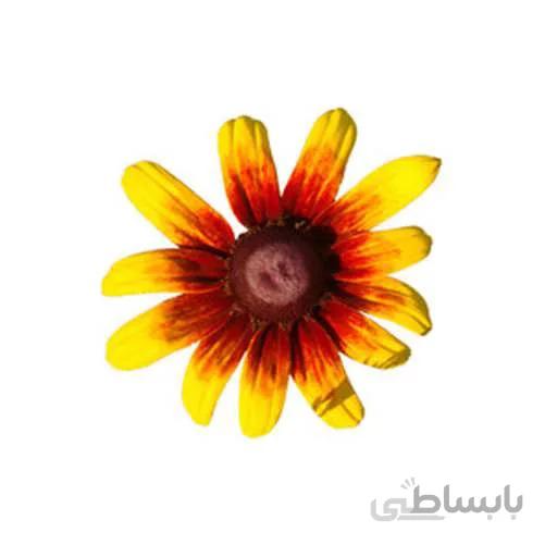 بذر گل کوکب کوهی میکس