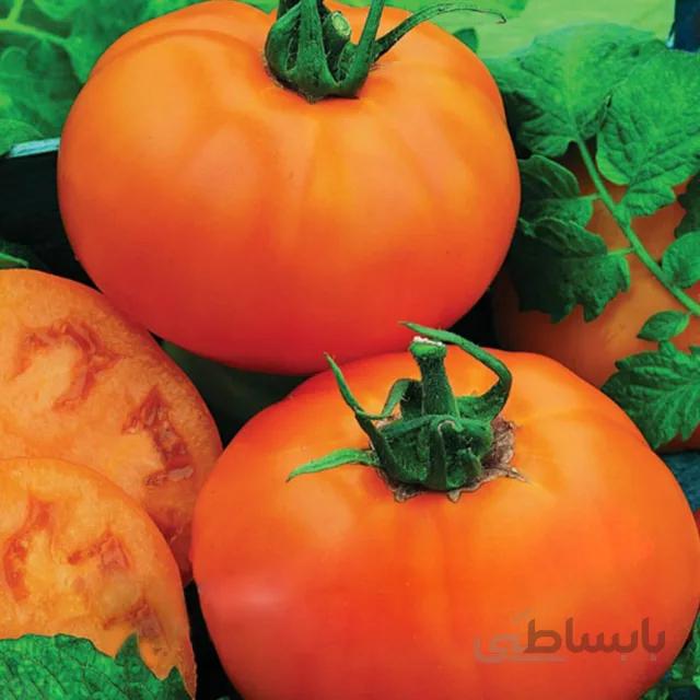 بذر گوجه فرنگی نارنجی بوته ای بسته ۱۵ عددی