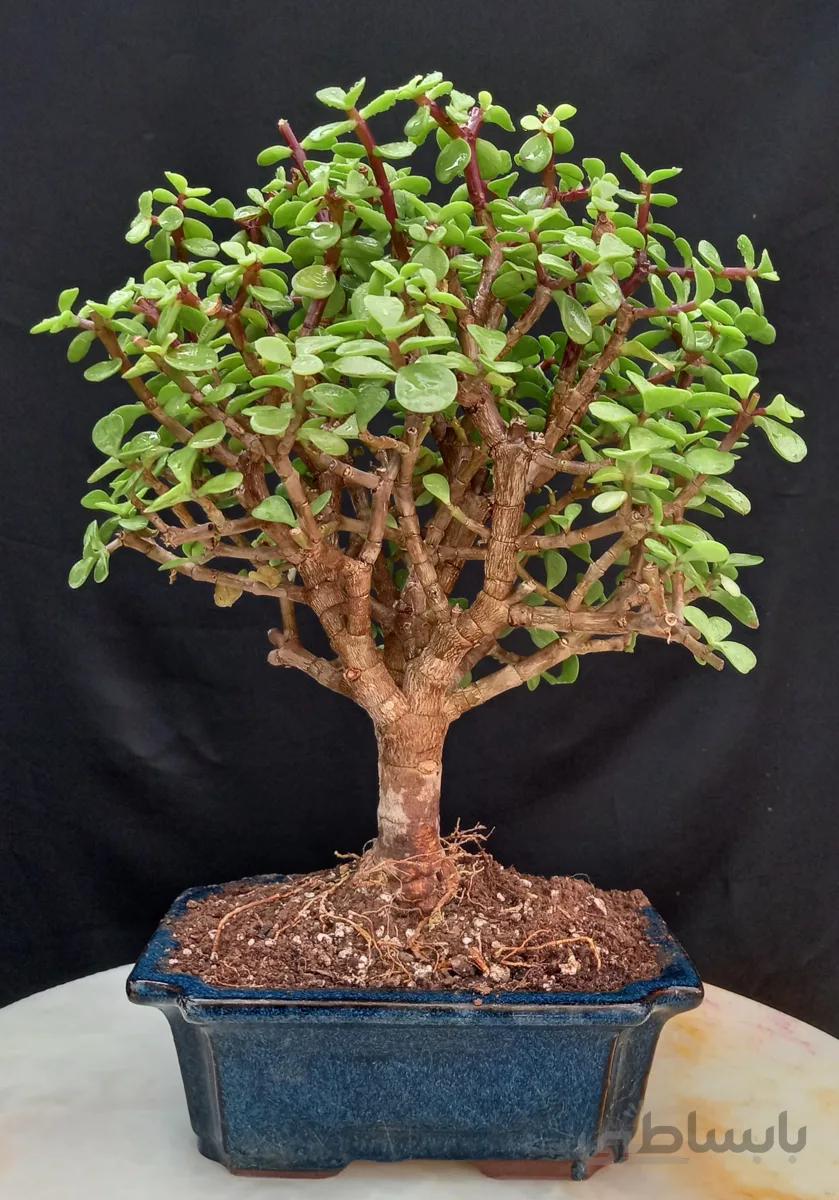 بنسای کراسولا خرفه ای(پرتولاکاریا) توپی ا Pertolacaria bonsai
