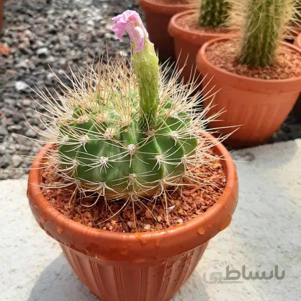 کاکتوس آکانتو گلدان 14