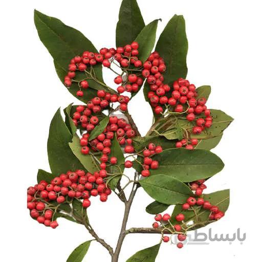 بذر شیر خشت