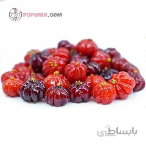 نهال گیلاس سورینام