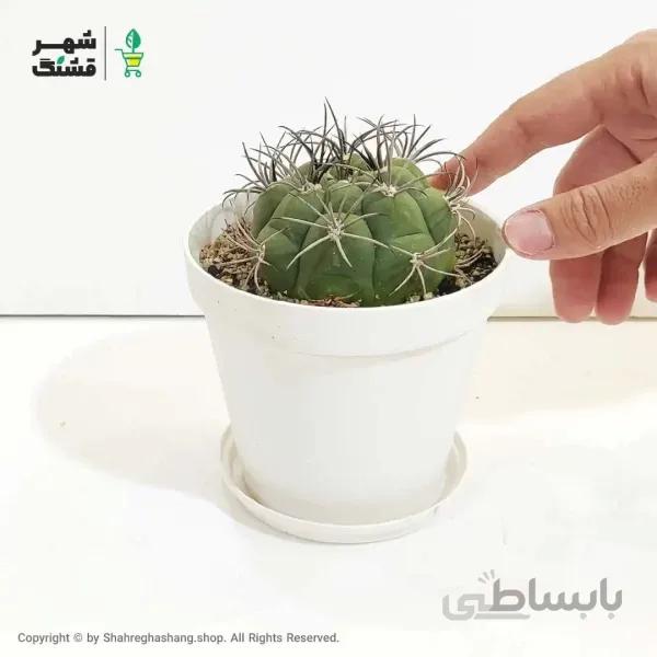 کاکتوس ژمینو بروچی