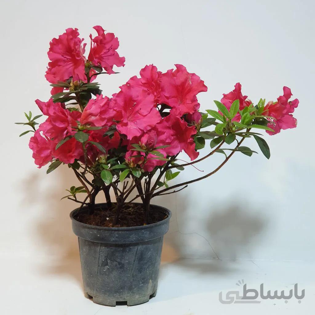 آزالیا