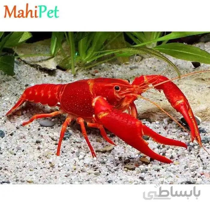 میگو لابستر قرمز