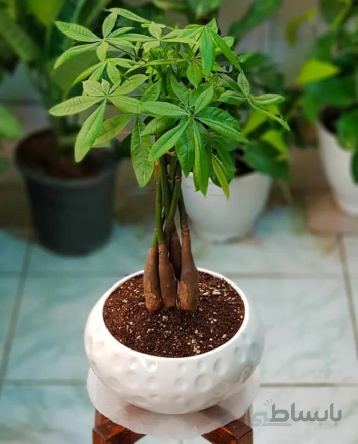 بونسای(بنسای) پاچیرا تنه بافت( ۵ بافت)