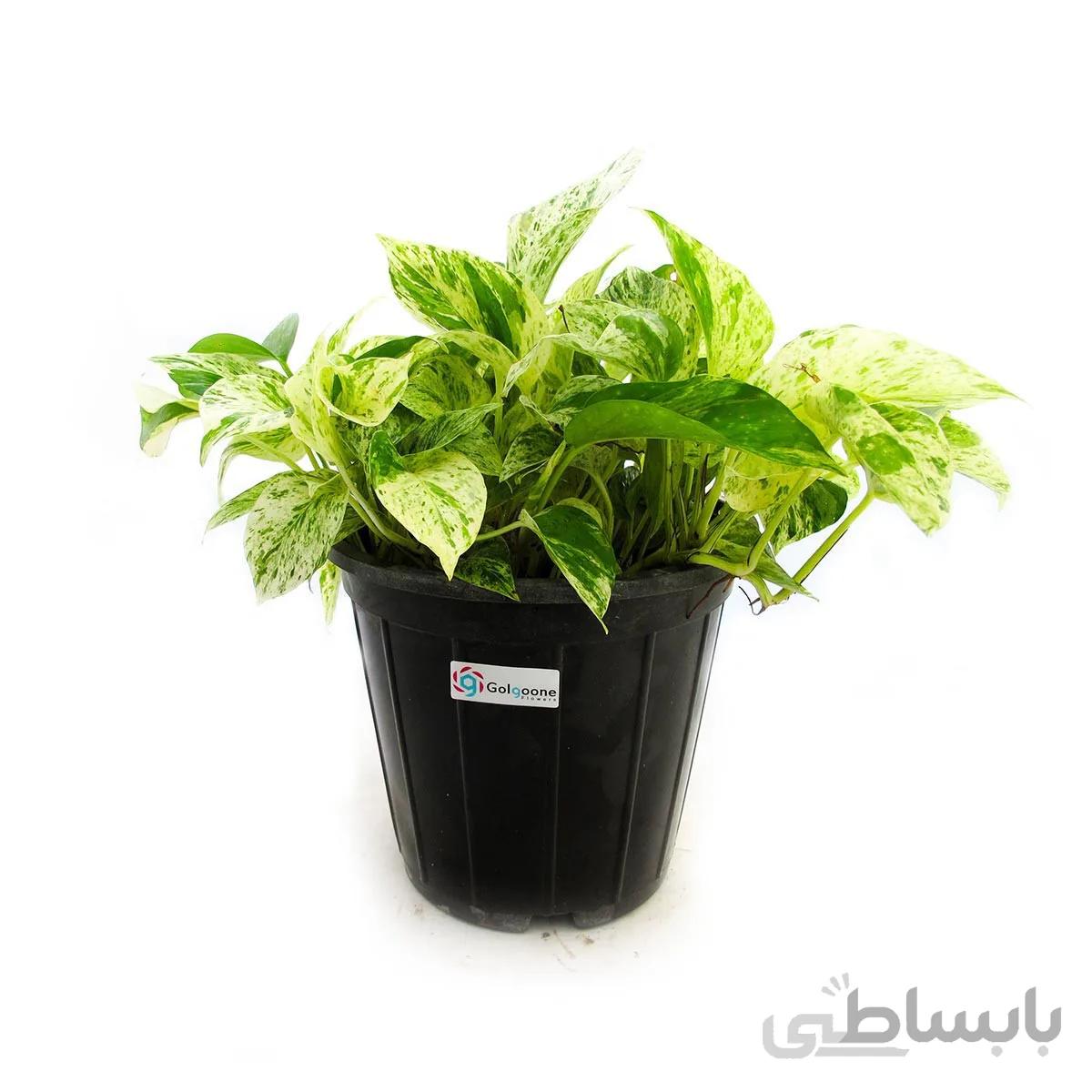 گیاه پتوس مرمری