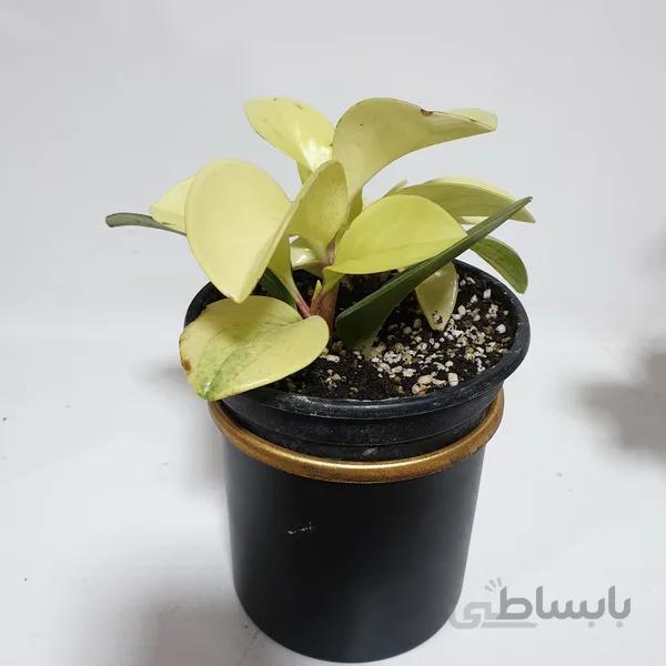 قاشقی نئون