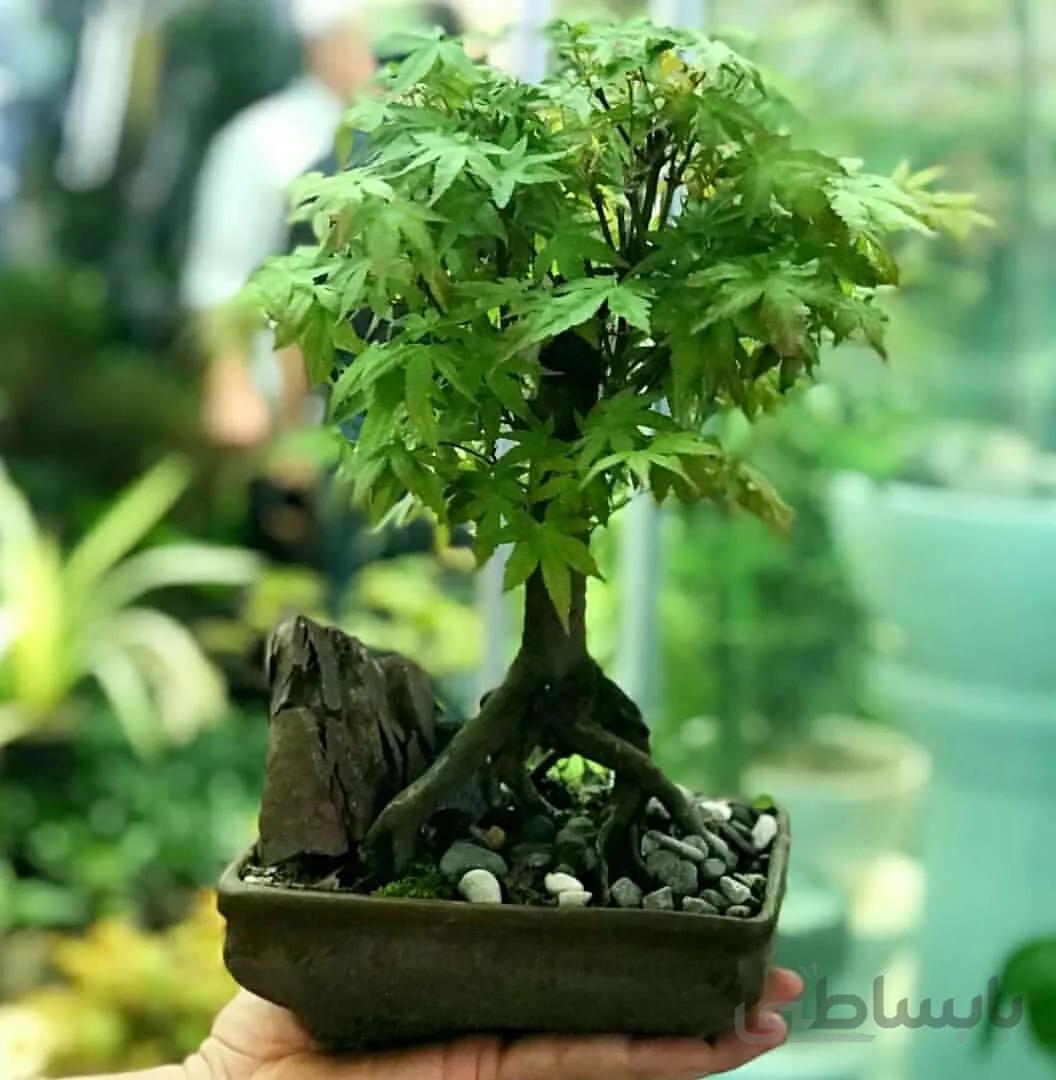 بذر بونسای سبز مجنون