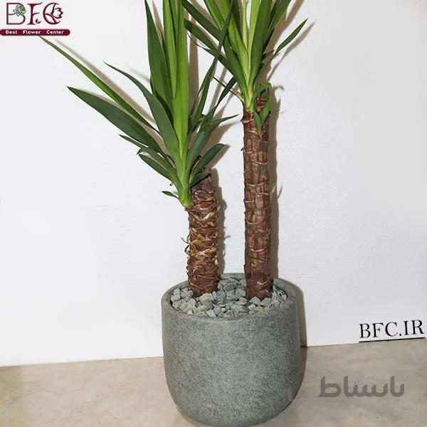 گیاه آپارتمانی یوکا