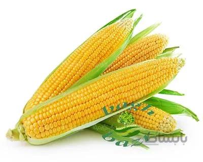 بذر ذرت شیرین آمریکایی ( اورجینال )