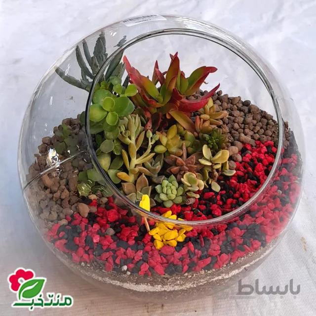 تراریوم ساکولنت در شیشهی مورب با ارتفاع 23 سانتیمتر