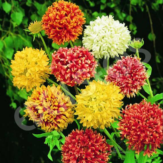 بذر گل سرنوشت گالاردیا الوان آمریکایی بسته 30 عددی