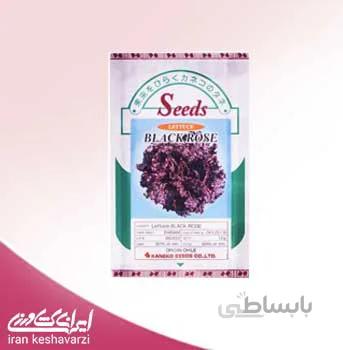 بذر کاهو فر استاندارد بلک رز محصول شرکت Kaneko ژاپن