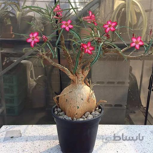 بذر آدنیوم سومالنس