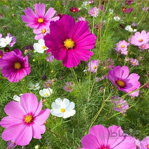بذر گل ستاره ای پابلند الوان