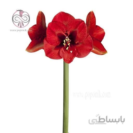پیاز گل آماریلیس