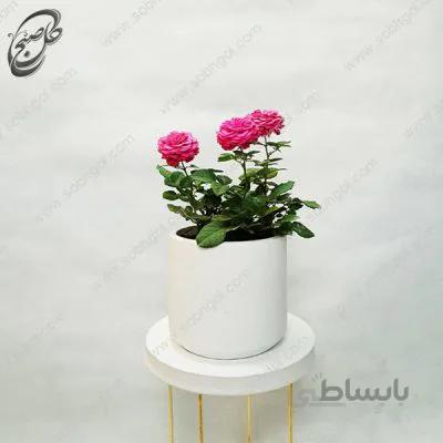 سفارش گل آنلاین – رز آپارتمانی طرح R-015