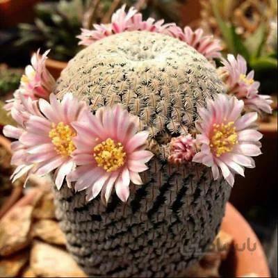 بذر بسیار خاص از مامیلاریا بسته20عددی