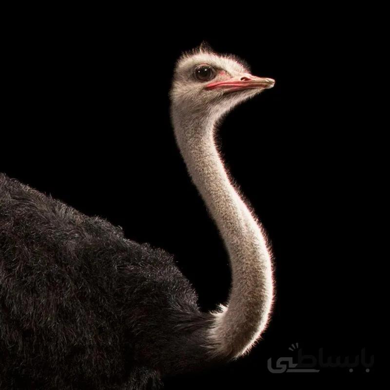 شتر مرغ