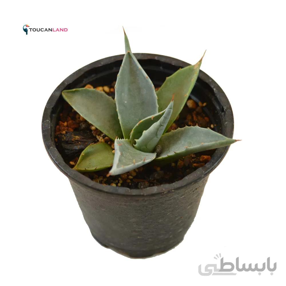 اگاو سلسی