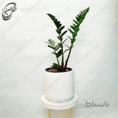 سفارش گل آنلاین – زاموفیلیا طرح Z-040