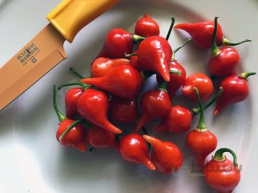 بذر فلفل بیکیونهو ( اورجینال )
