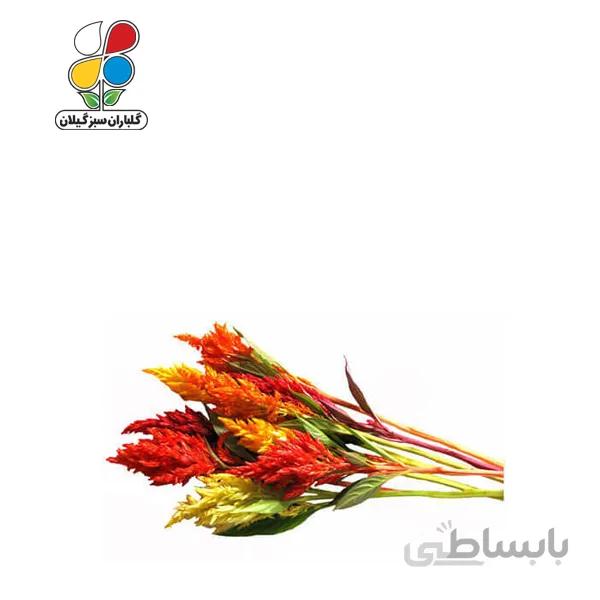 بذر گل تاج خروس الوان بسته بندی بزرگ مدل GPSF7L