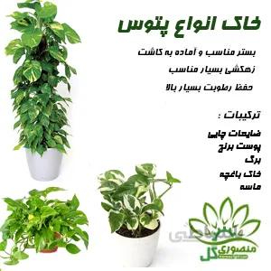 خاک مخصوص گل پتوس ۲ لیتری