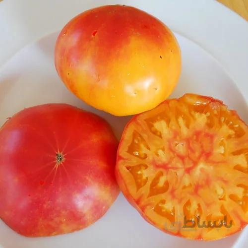 بذر گوجه فرنگی آناناسی